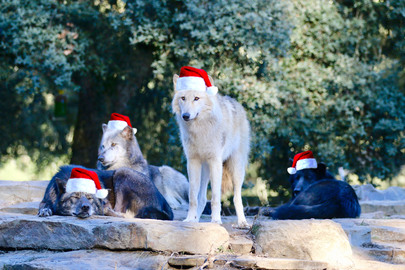 Vacances de Noël 