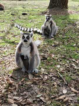 Des bébés makis cattas