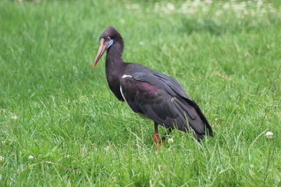 Cigogne d’Abdim