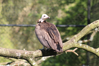 Vautour charognard