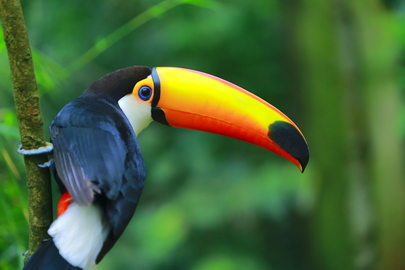 Toucan toco