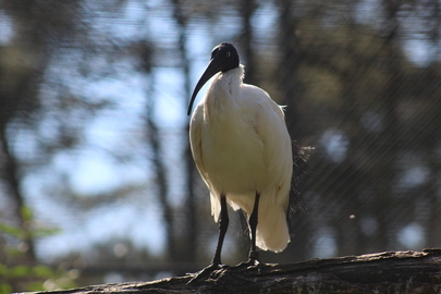 Ibis malgache