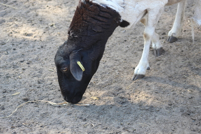 Mouton de Somalie