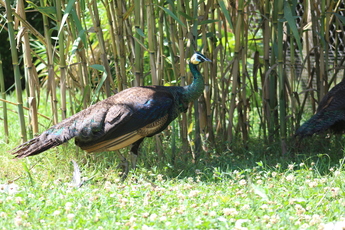 Paon spicifère