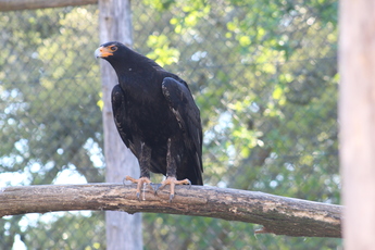 Aigle de Verreaux