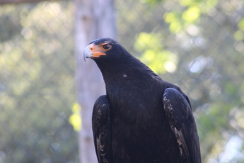 Aigle de Verreaux