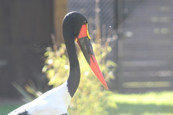 Jabiru d'Afrique