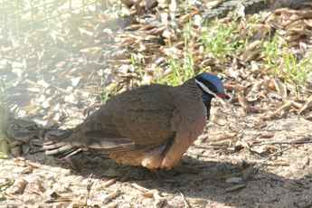 Colombe à  tête bleue