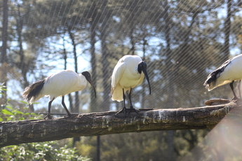 Ibis malgache