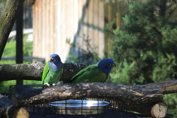 Pione à  tête bleue