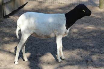 Mouton de Somalie