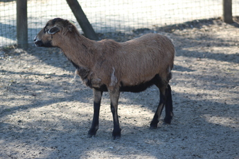 Mouton du Cameroun